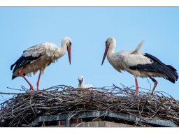 Christel Trica "Familie Storch"